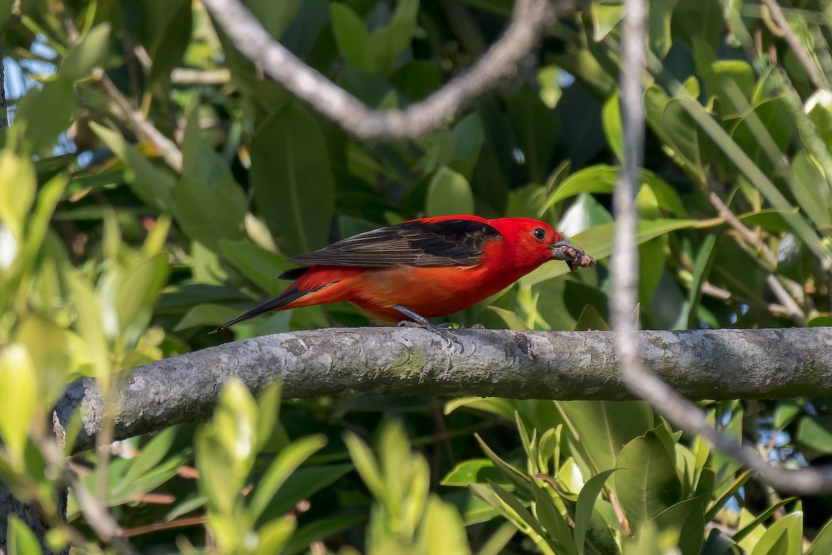 Scarlet Tanager - ML637808295