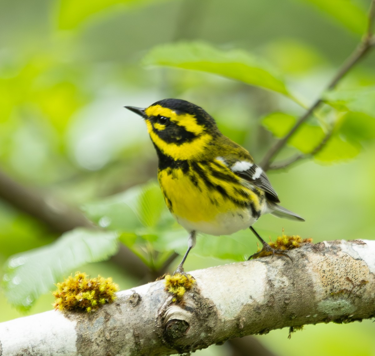 Townsend's Warbler - ML637808299
