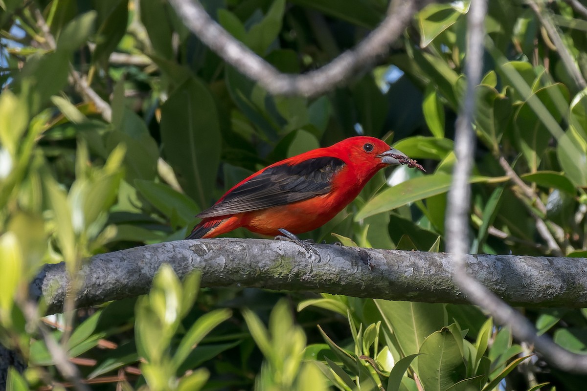 Scarlet Tanager - ML637808303