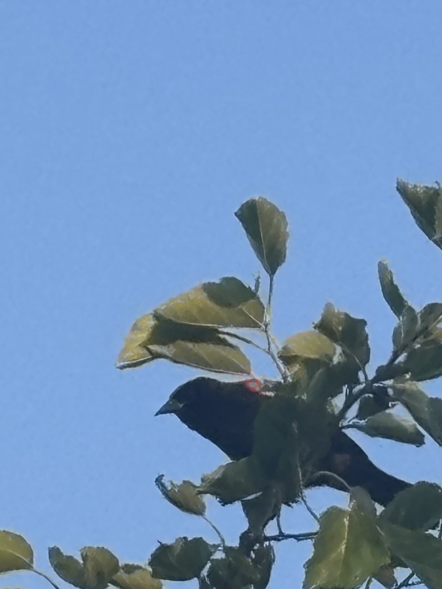 Red-winged Blackbird - ML637808310
