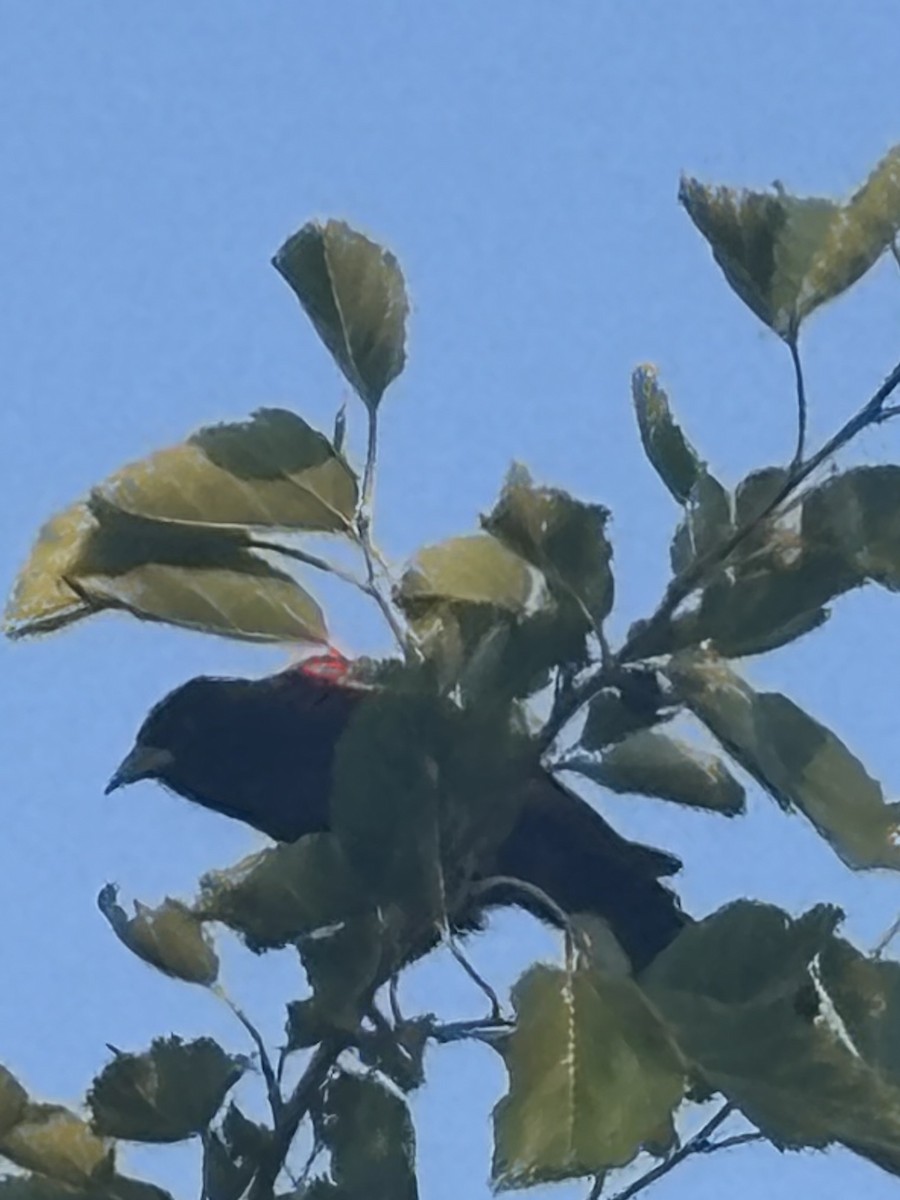 Red-winged Blackbird - ML637808311