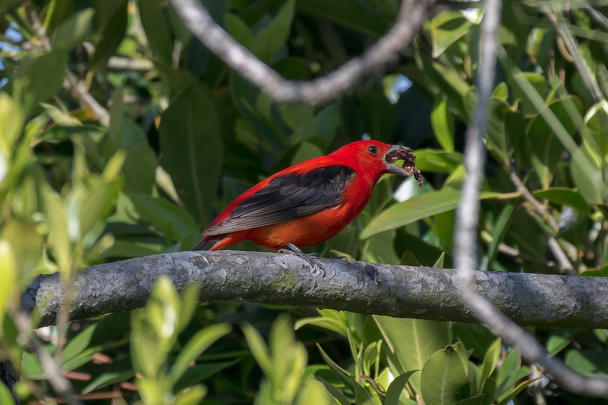Scarlet Tanager - ML637808312