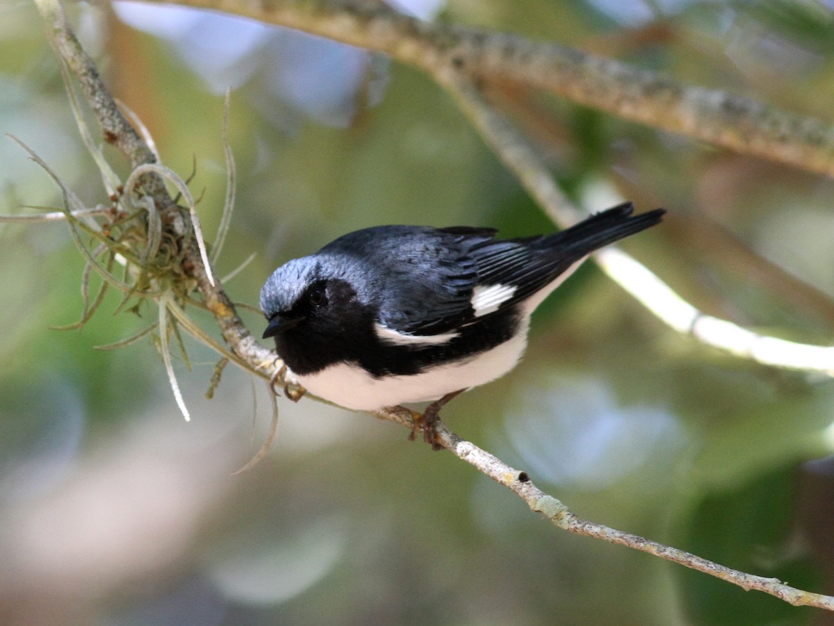 Black-throated Blue Warbler - ML637808313