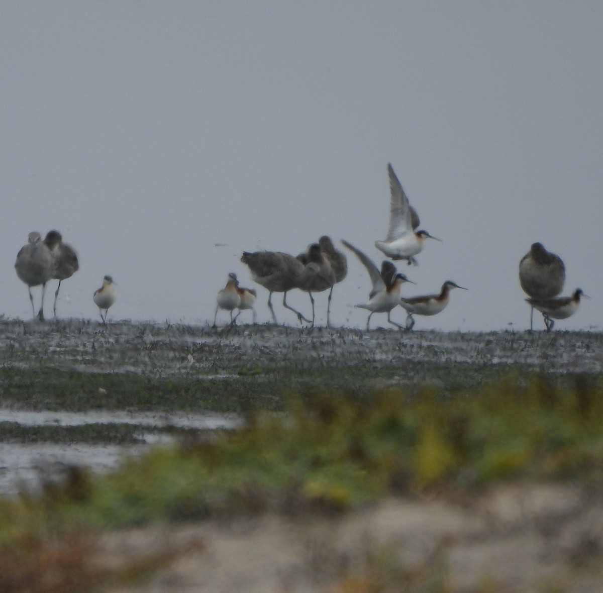 Wilson's Phalarope - ML637808314