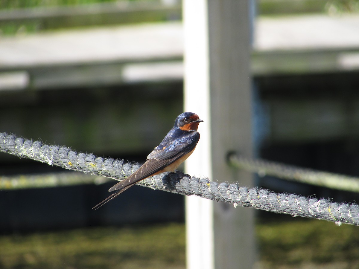 Barn Swallow (American) - ML637808318