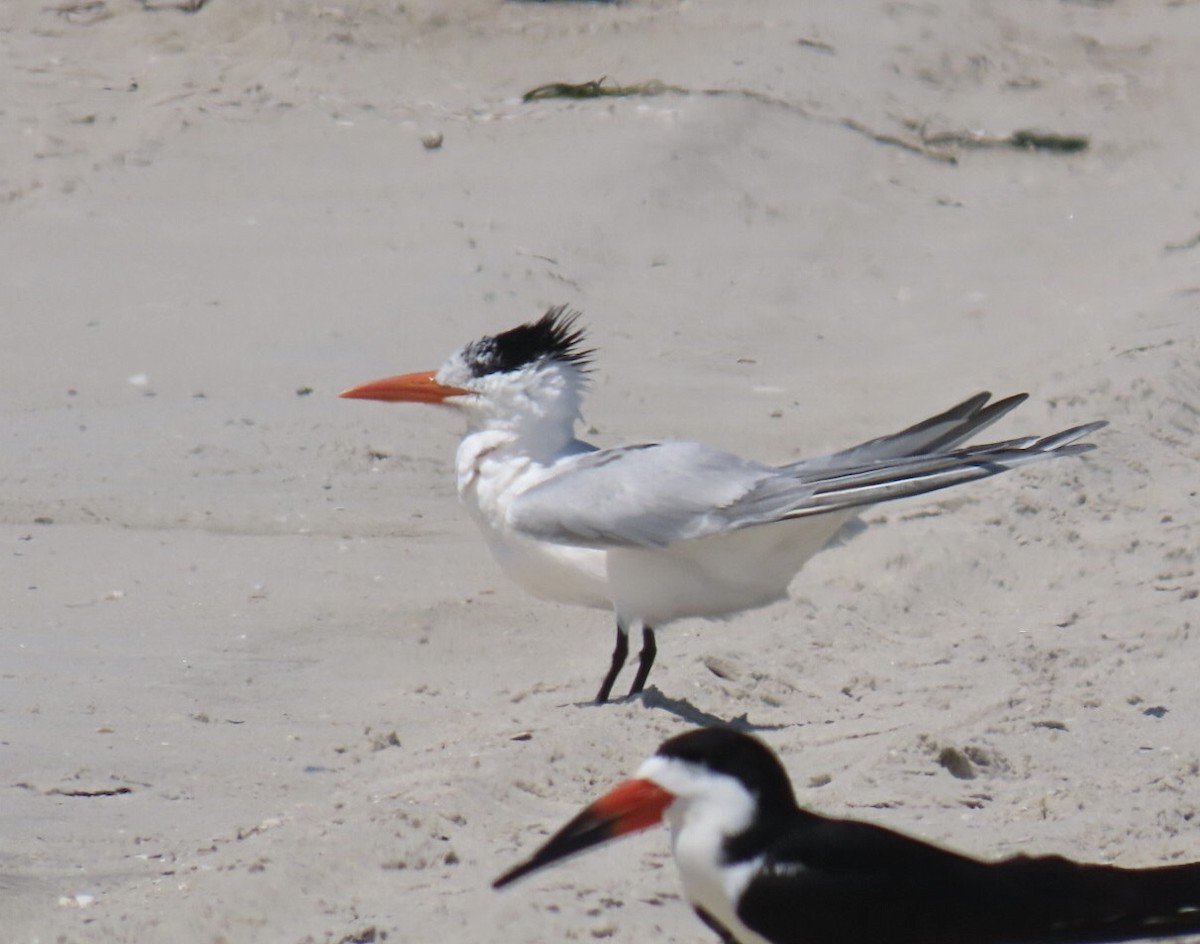 Royal Tern - ML637808319