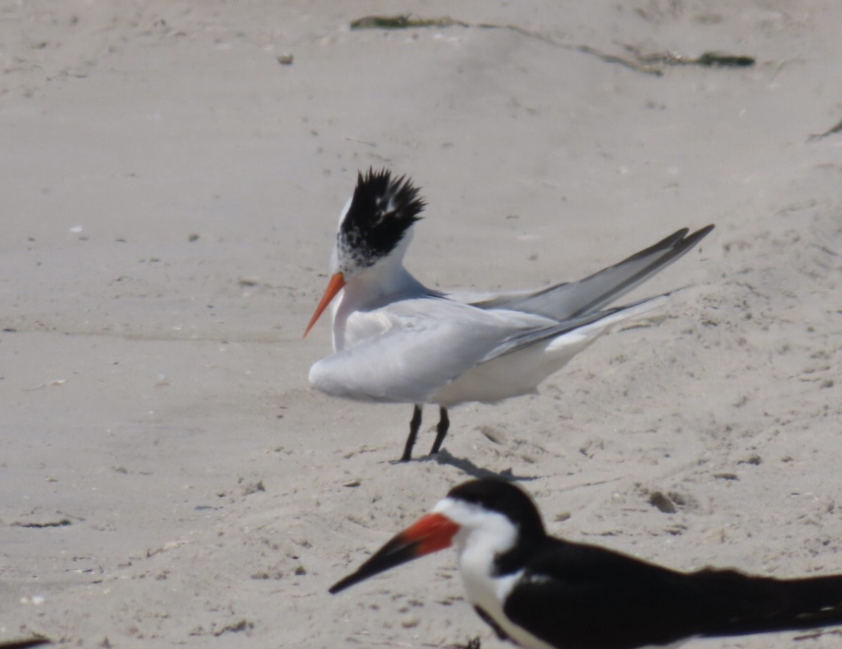 Royal Tern - ML637808320