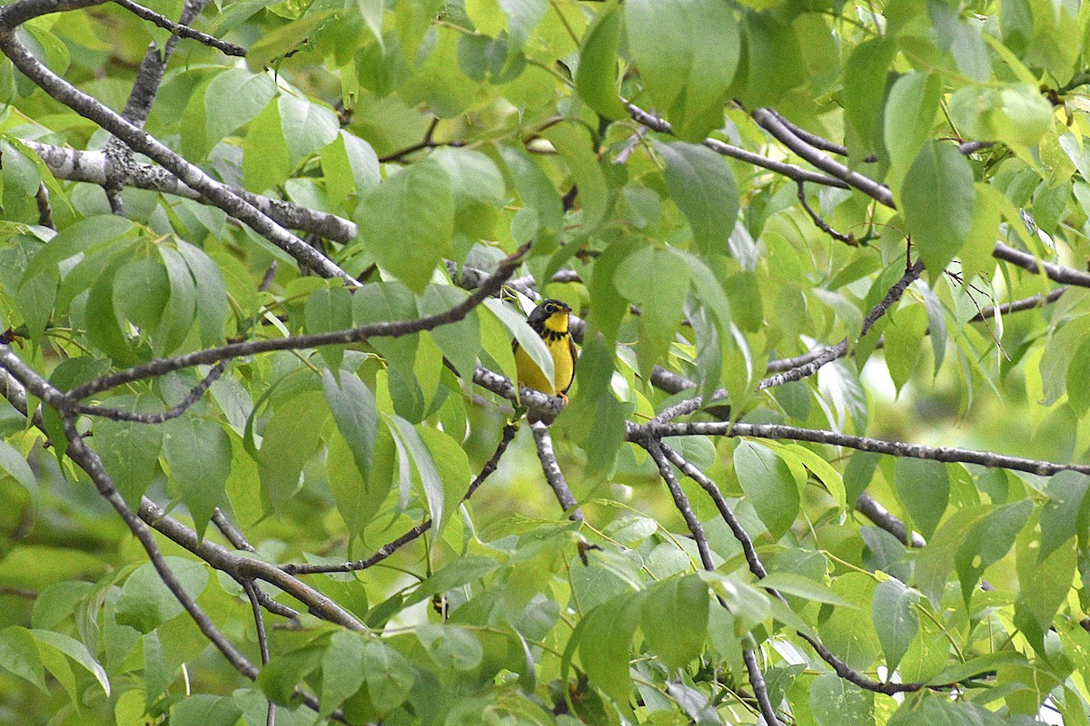 Canada Warbler - ML637808322