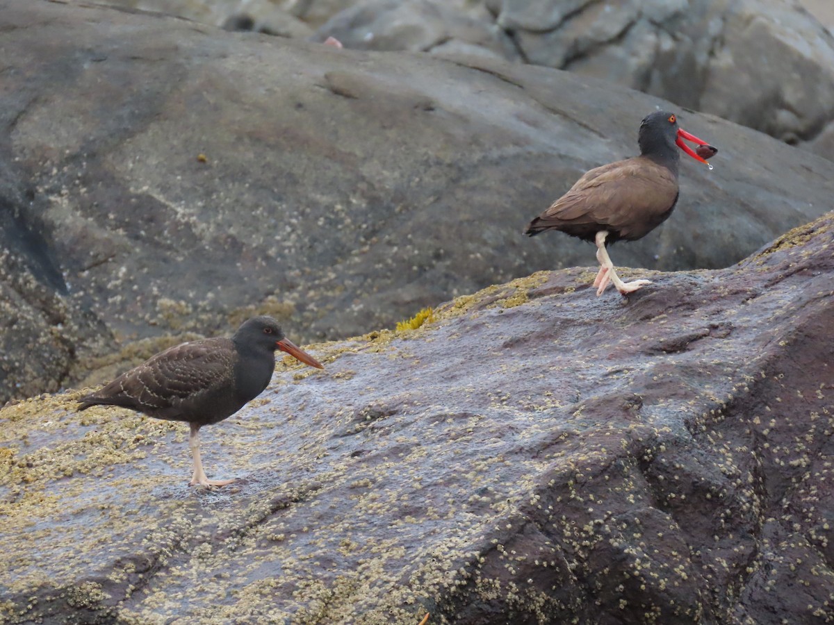 Blackish Oystercatcher - ML637808324