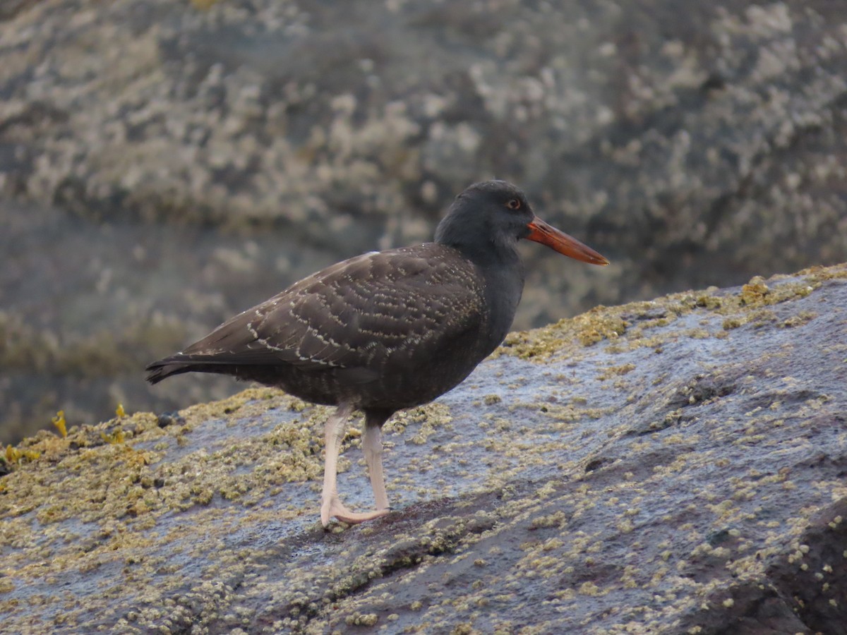 Blackish Oystercatcher - ML637808325
