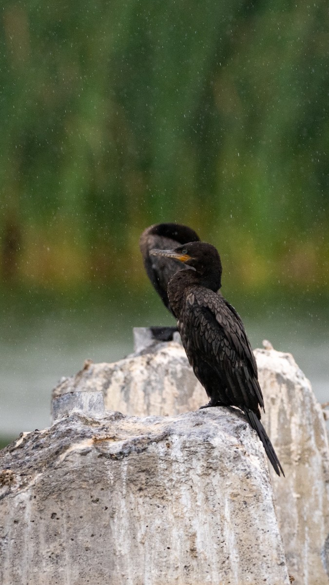 Neotropic Cormorant - ML637808326