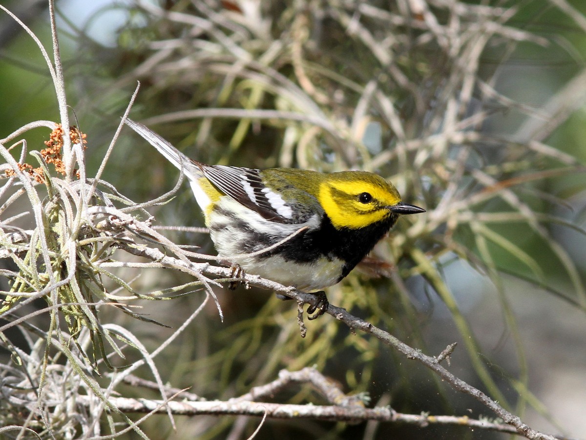 Black-throated Green Warbler - ML637808327