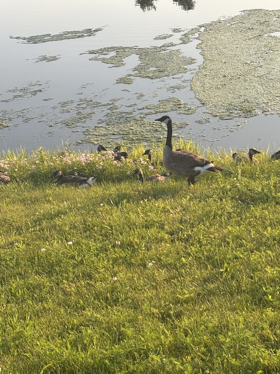 Canada Goose - ML637808328