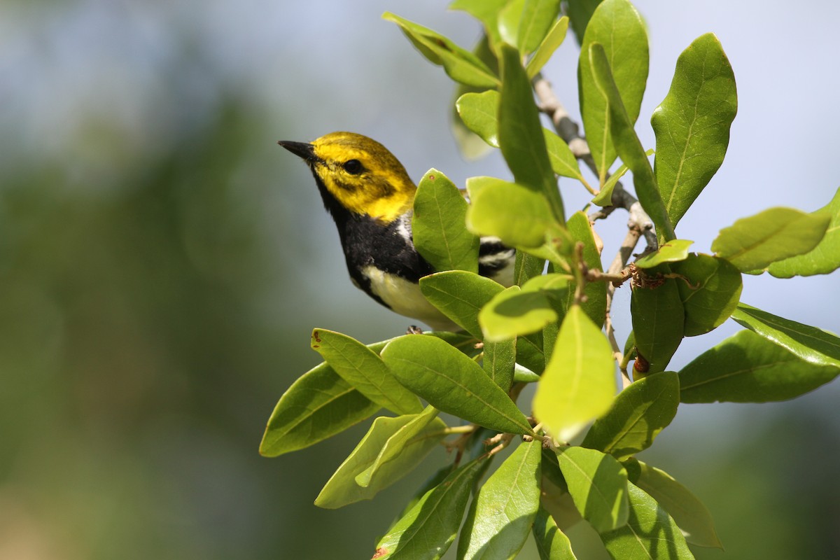 Black-throated Green Warbler - ML637808329