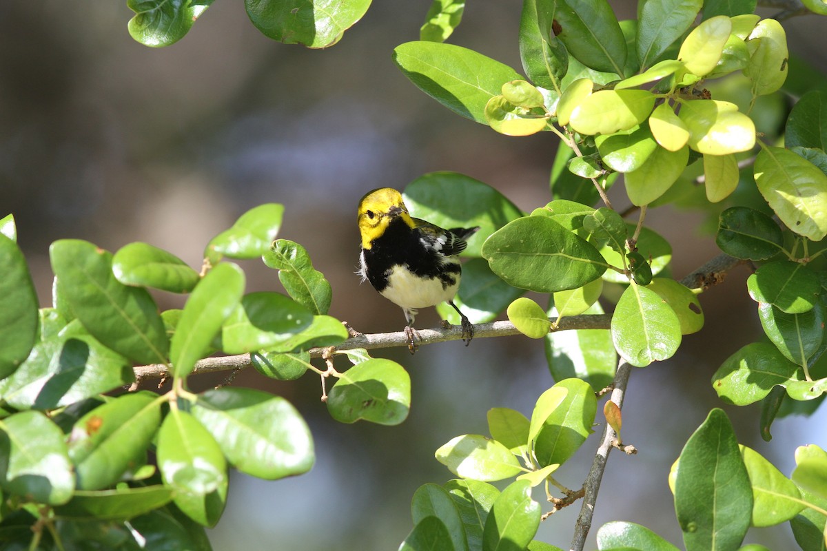 Black-throated Green Warbler - ML637808330