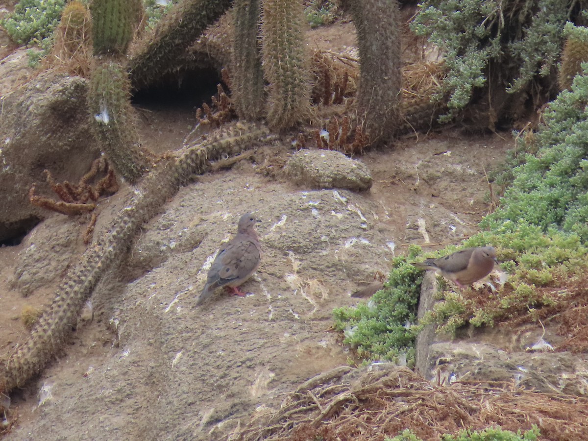 Eared Dove - ML637808332