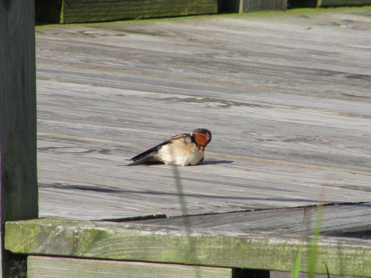 Barn Swallow (American) - ML637808333