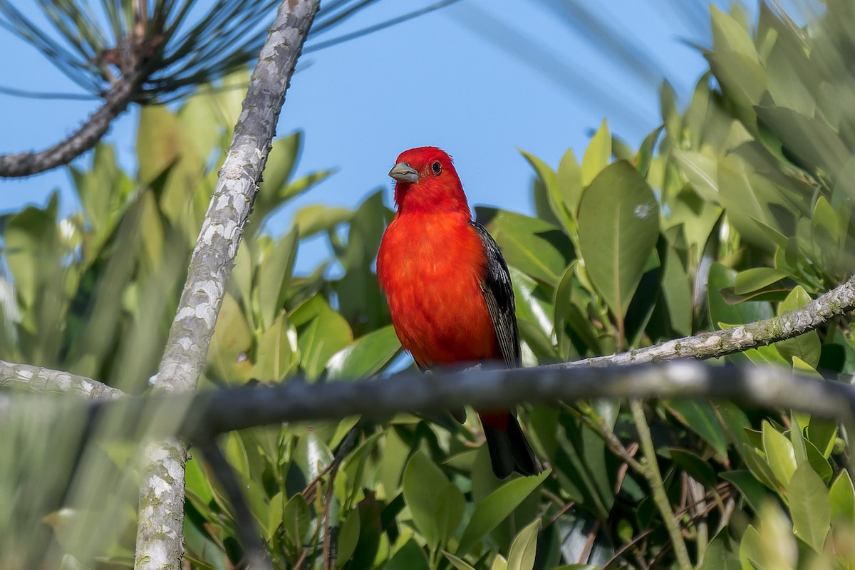 Scarlet Tanager - ML637808334