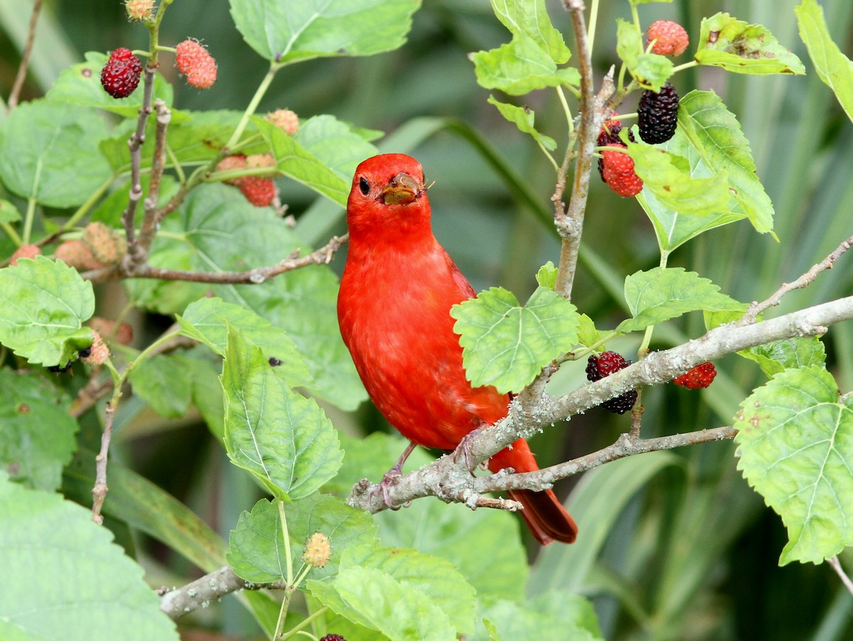 Summer Tanager - ML637808335