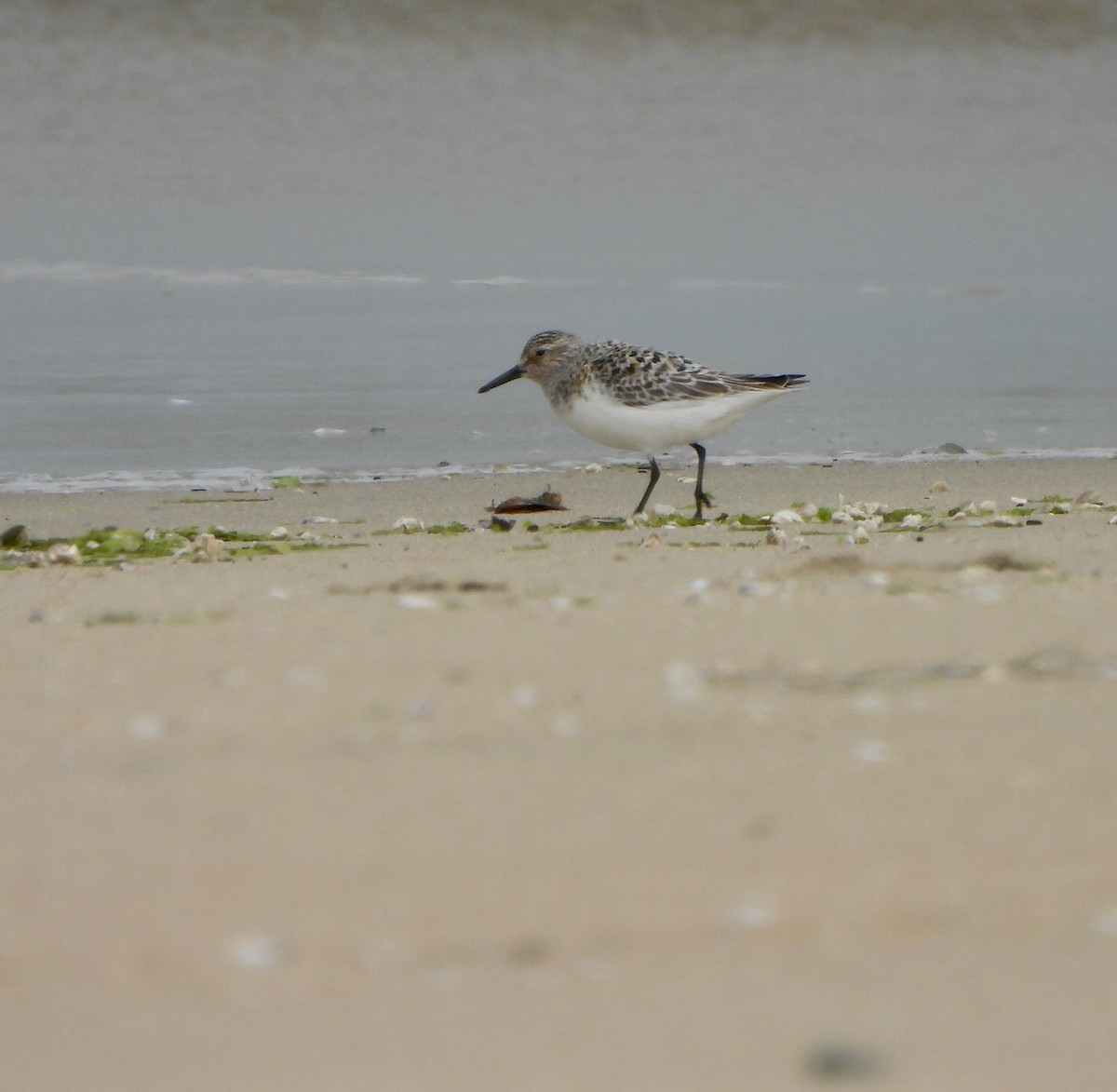 Sanderling - ML637808336