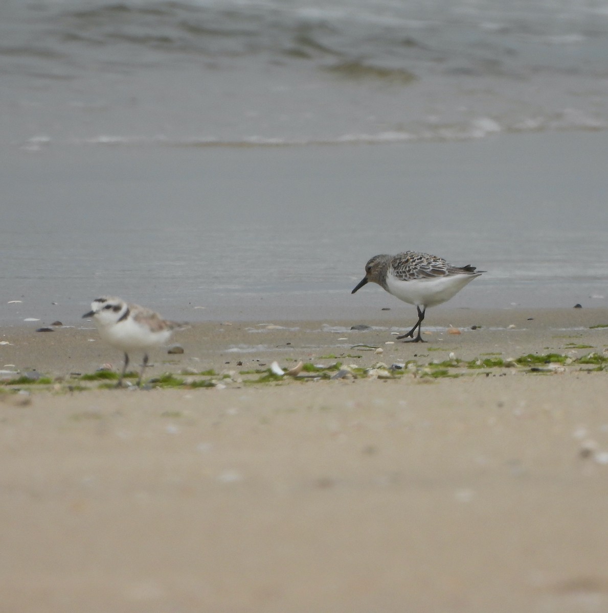Sanderling - ML637808337