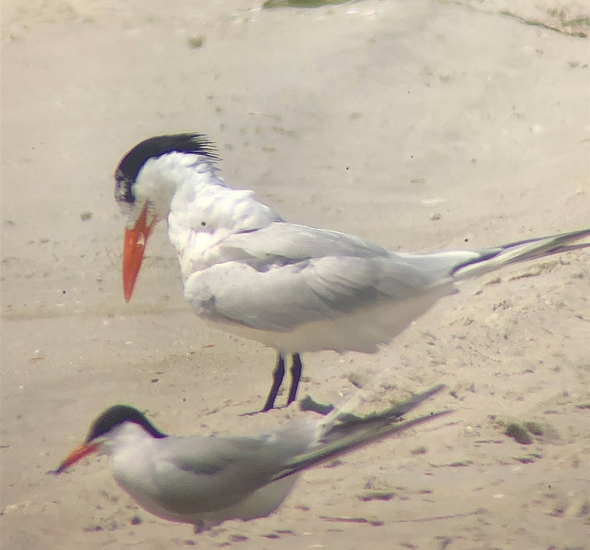 Royal Tern - ML637808338