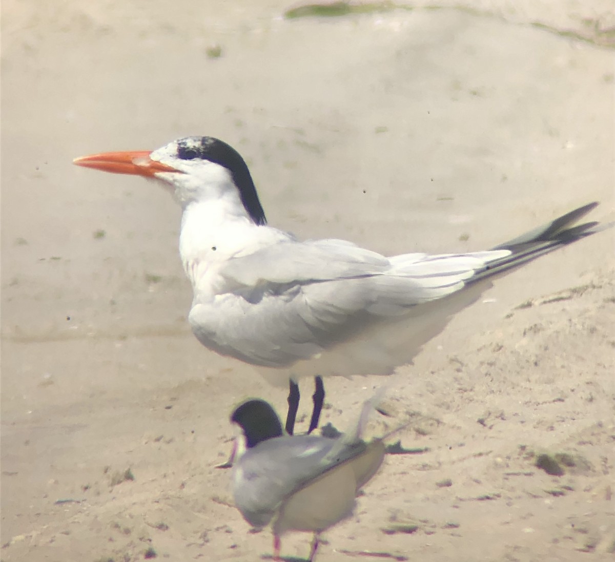 Royal Tern - ML637808339