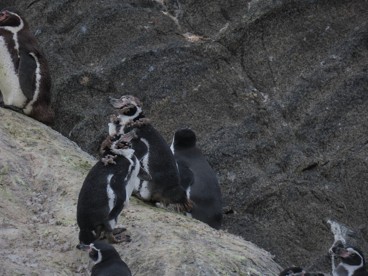 Humboldt Penguin - ML637808342