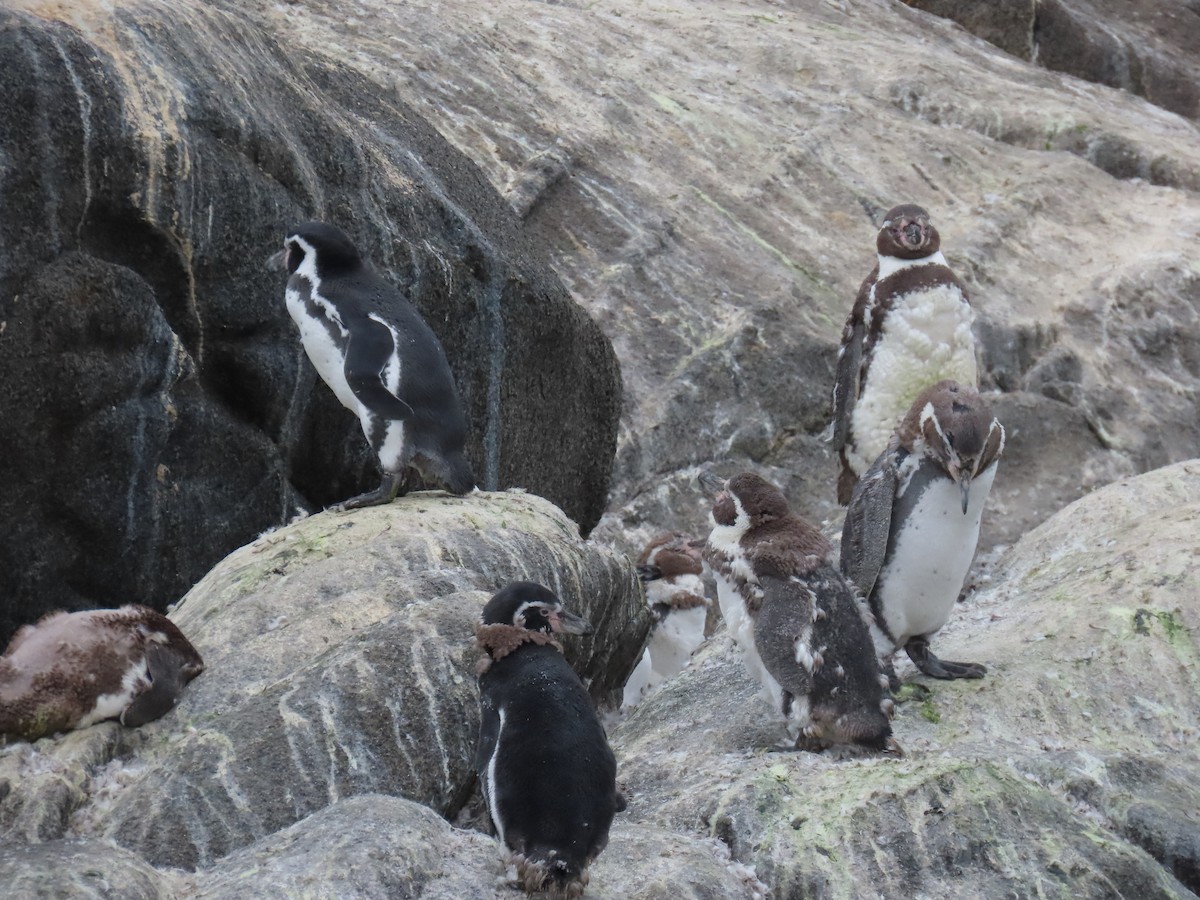Humboldt Penguin - ML637808343