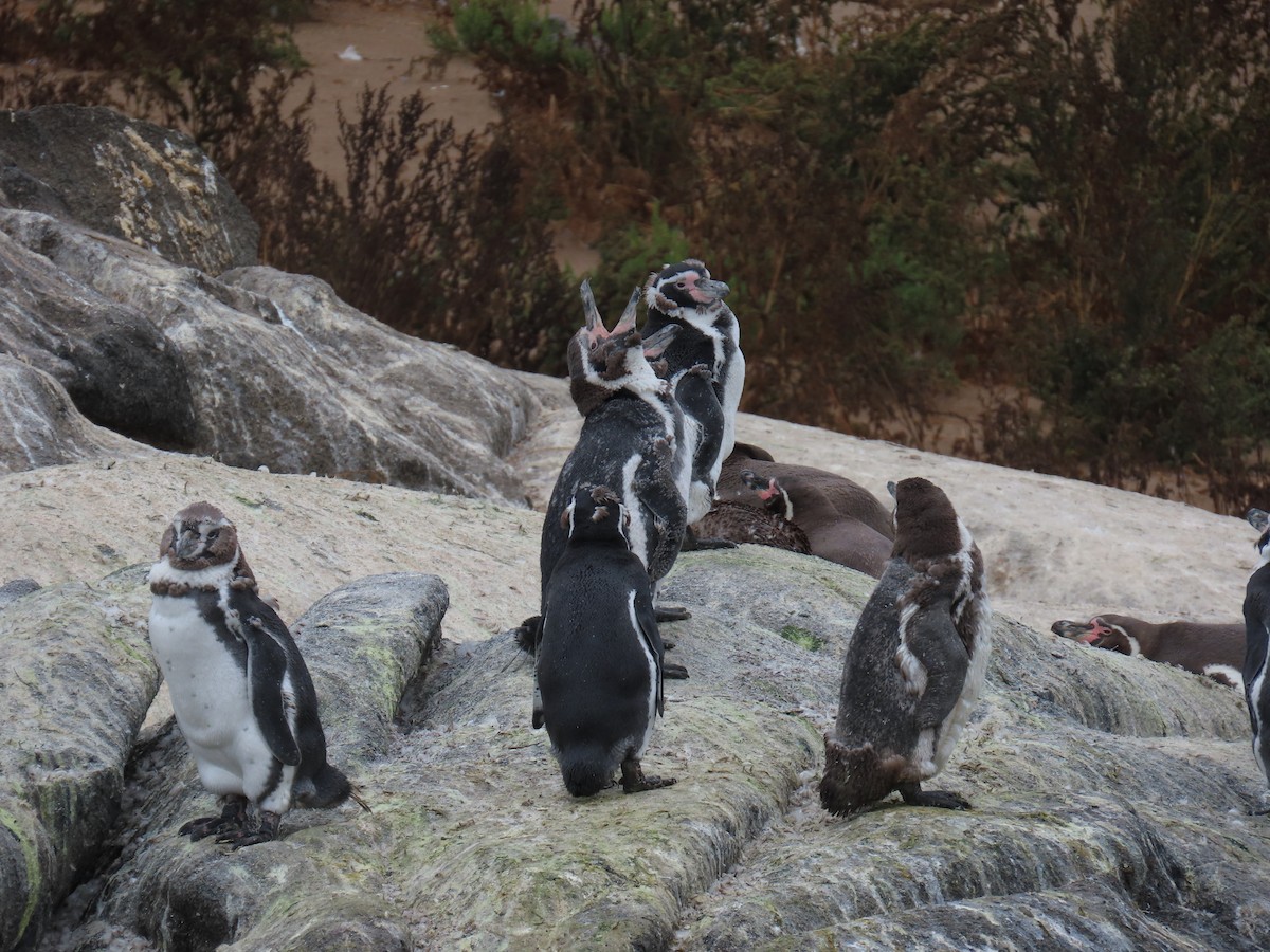 Humboldt Penguin - ML637808344