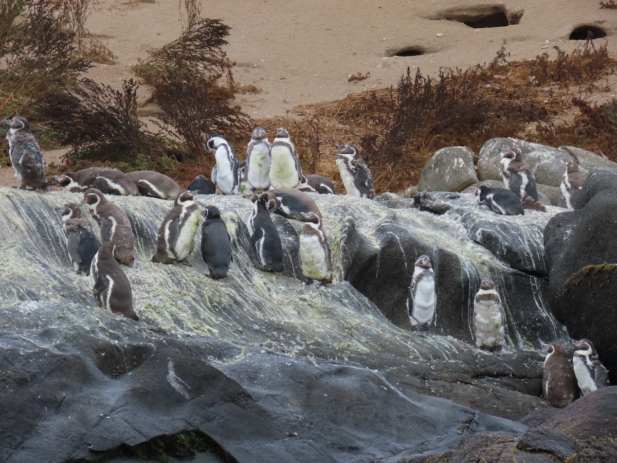 Humboldt Penguin - ML637808345