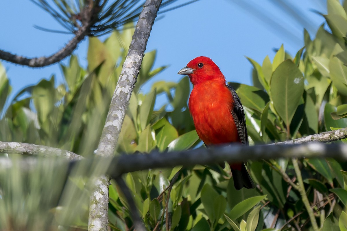 Scarlet Tanager - ML637808352