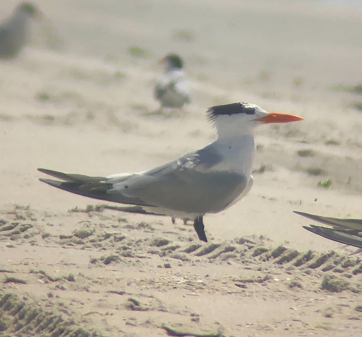Royal Tern - ML637808353