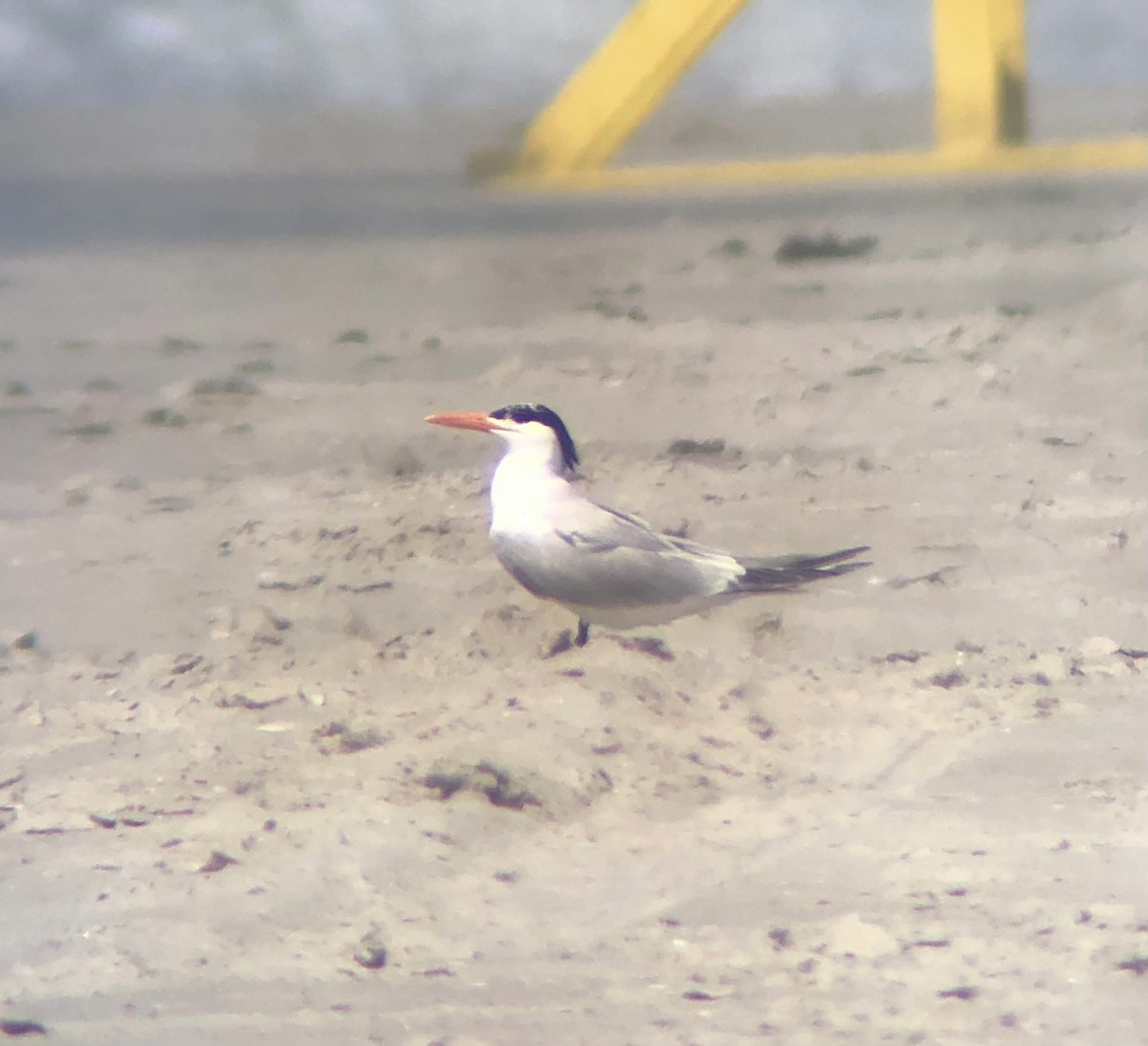 Royal Tern - ML637808354