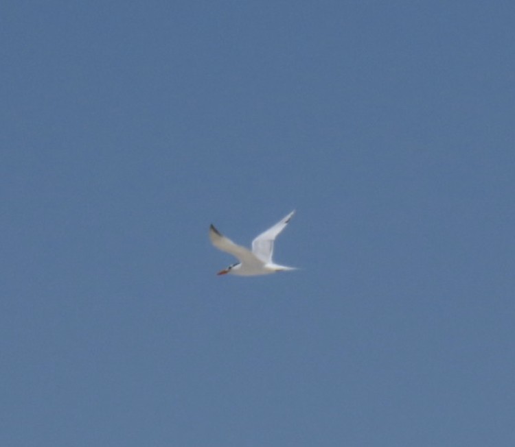Royal Tern - ML637808357