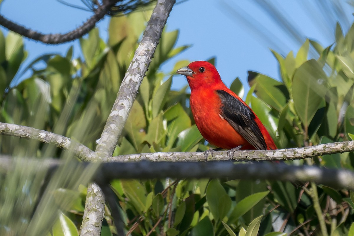 Scarlet Tanager - ML637808360