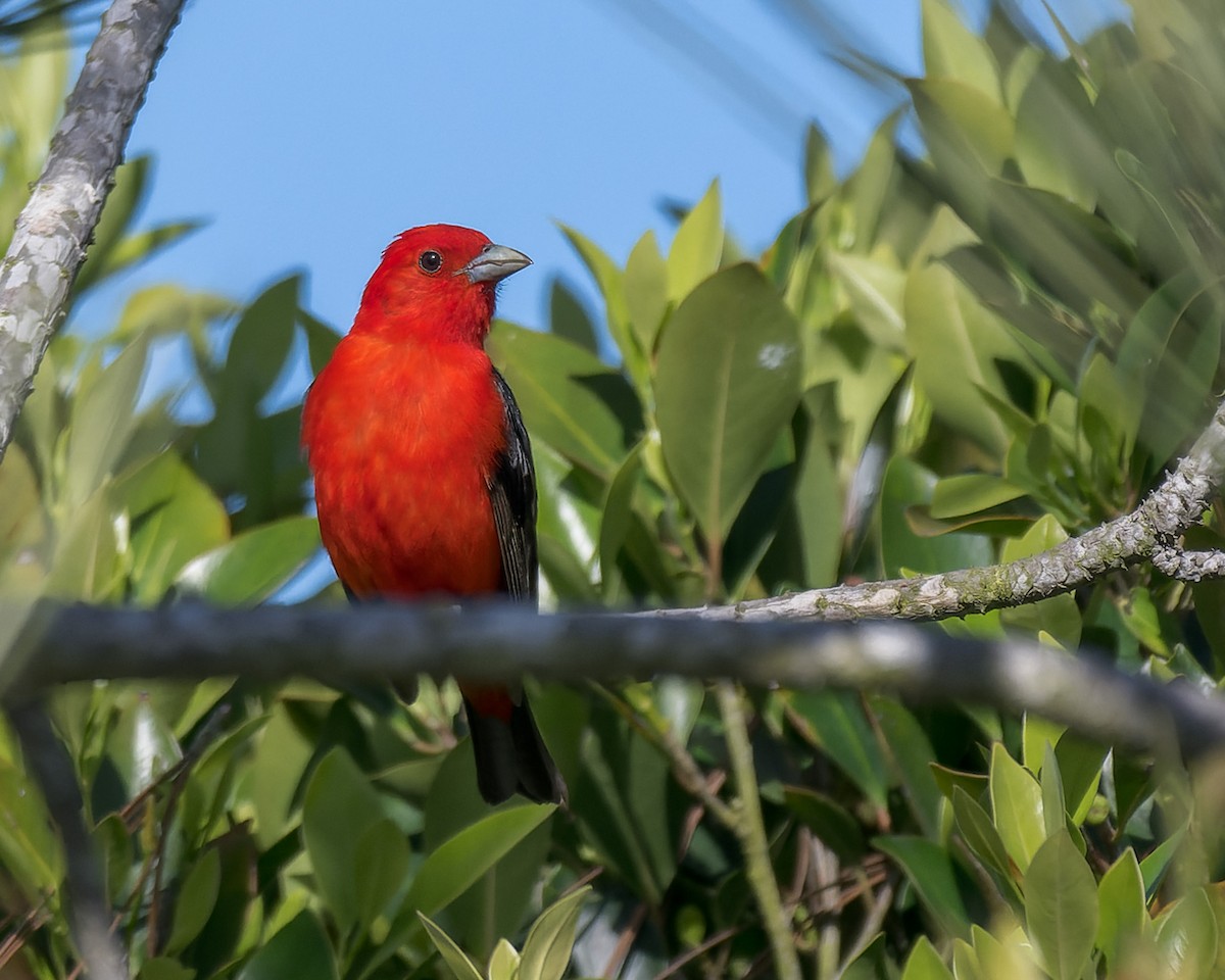 Scarlet Tanager - ML637808367