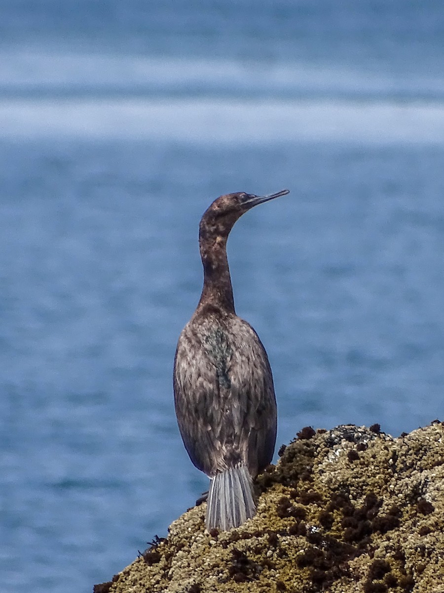 Pelagic Cormorant - ML637808370