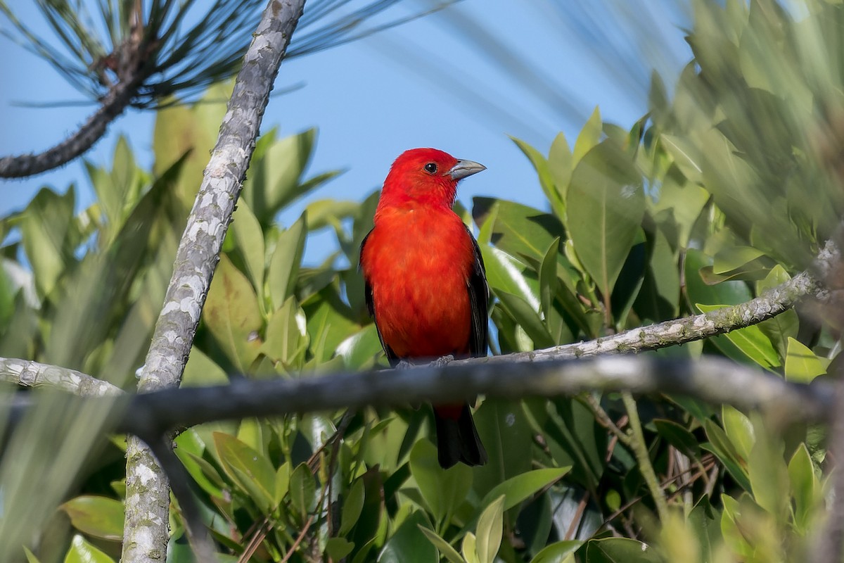Scarlet Tanager - ML637808405