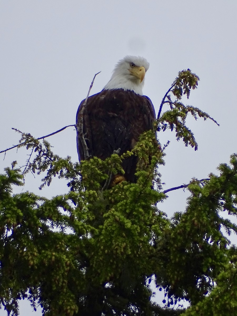 Bald Eagle - ML637808426