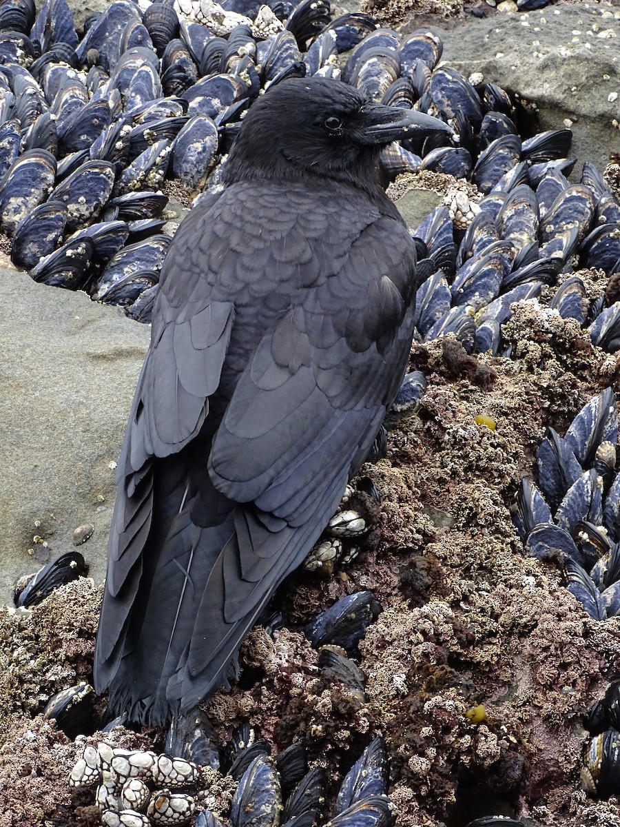 American Crow - ML637808455