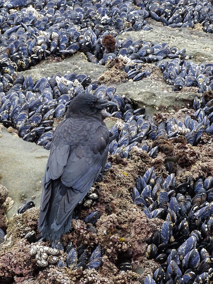 American Crow - ML637808456
