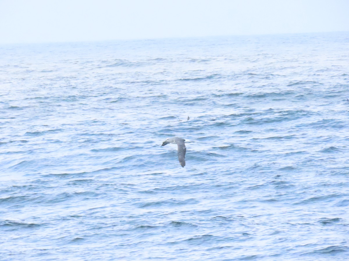 Salvin's Albatross - ML637808531