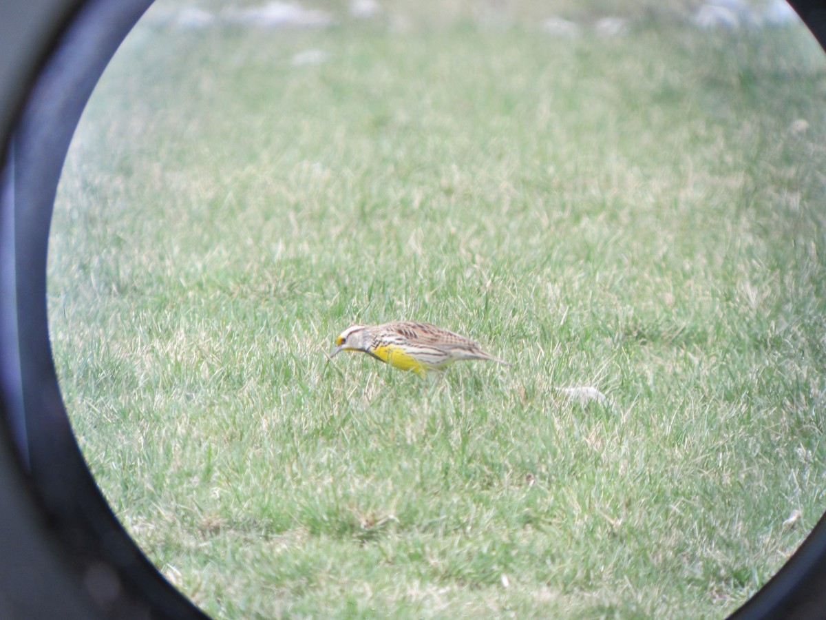Eastern Meadowlark - ML637808544