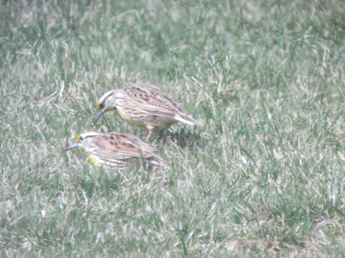 Eastern Meadowlark - ML637808546
