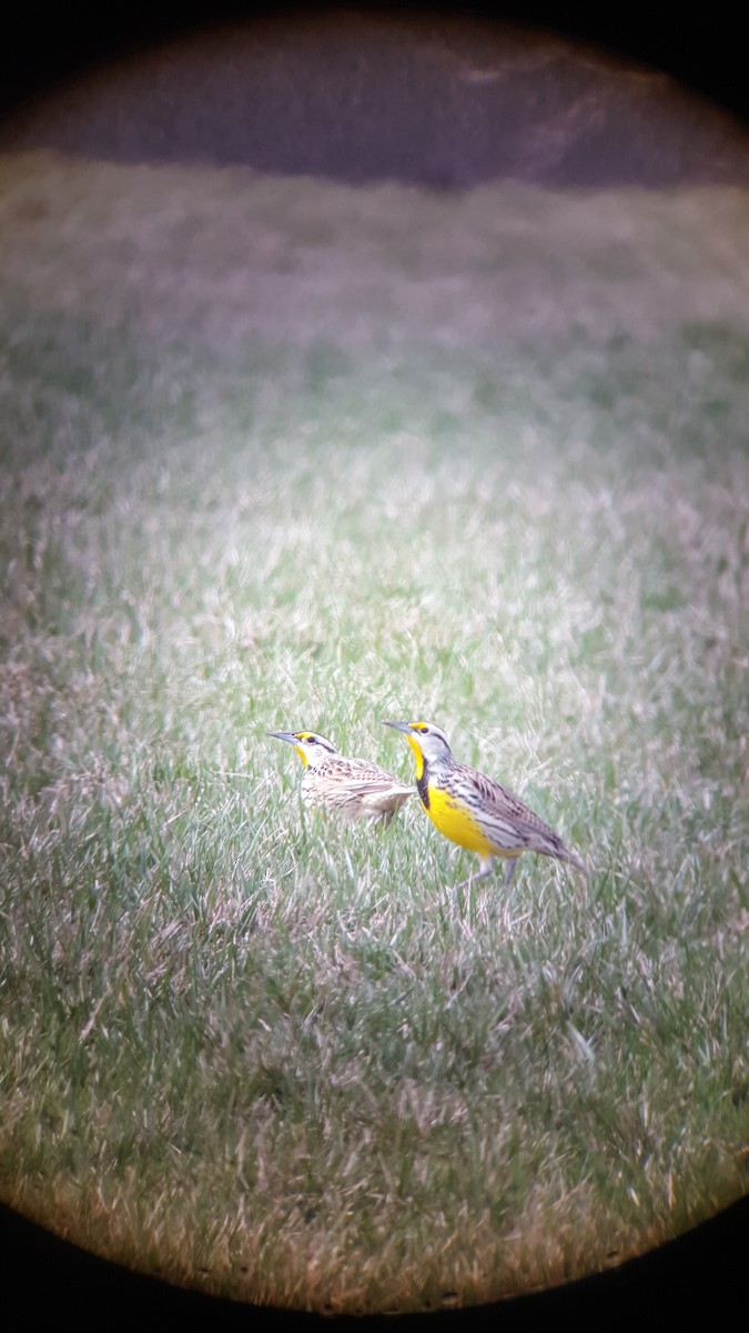 Eastern Meadowlark - ML637808547