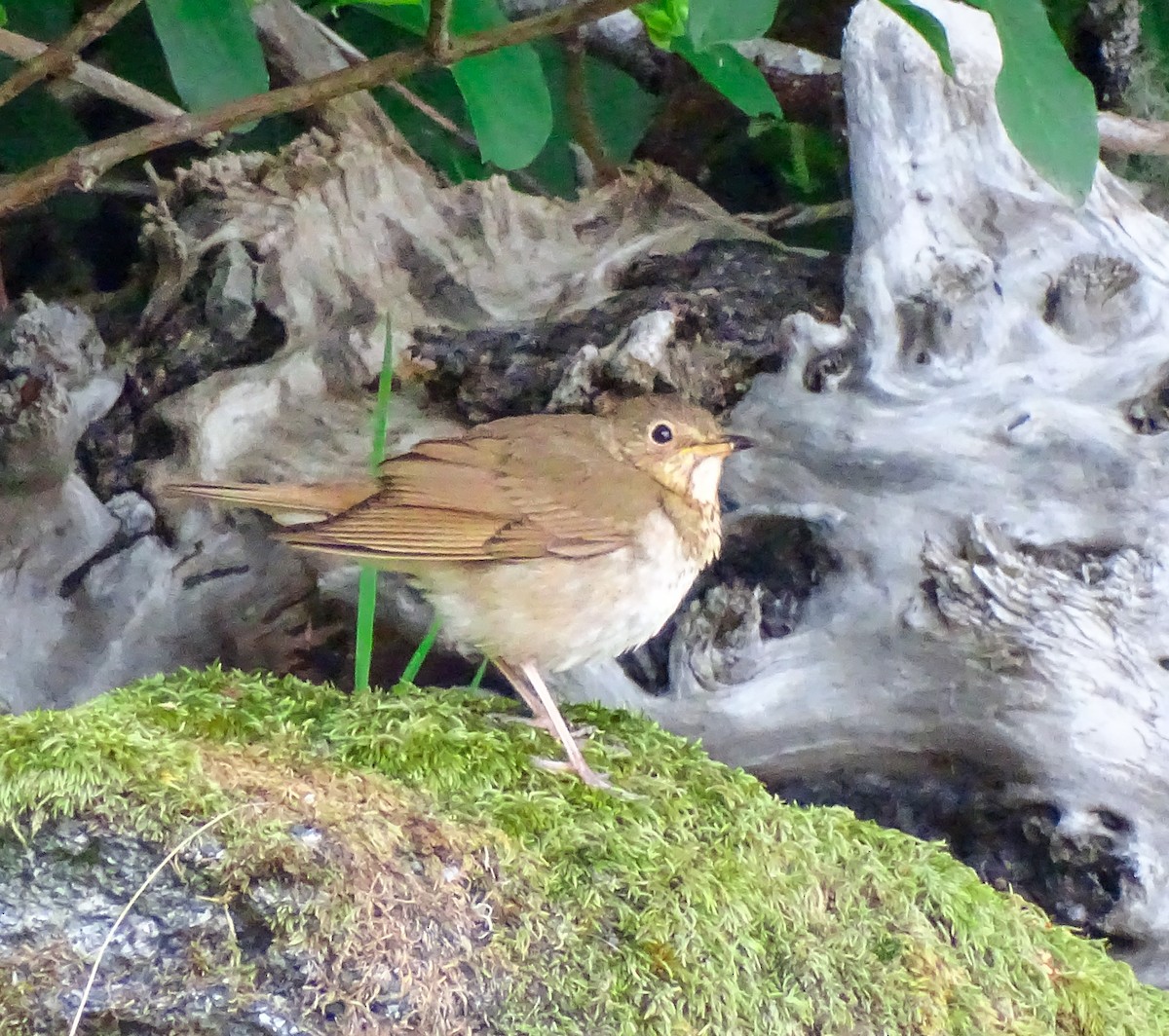 Swainson's Thrush - ML637808548