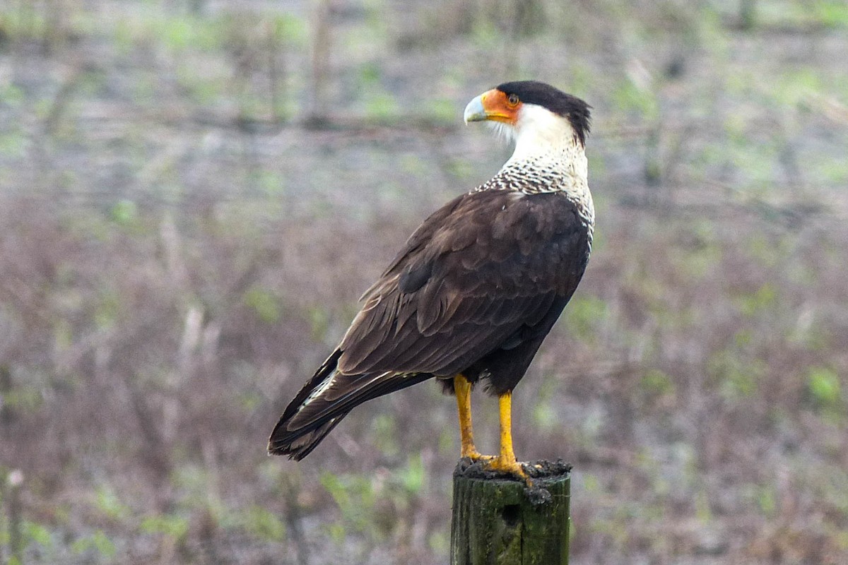 Crested Caracara (Northern) - ML637808561