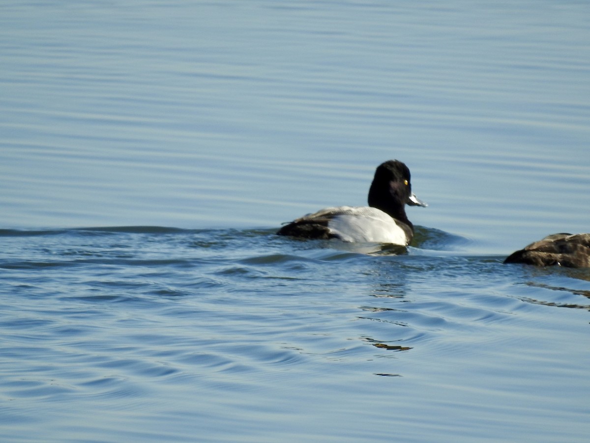 Lesser Scaup - ML637808576
