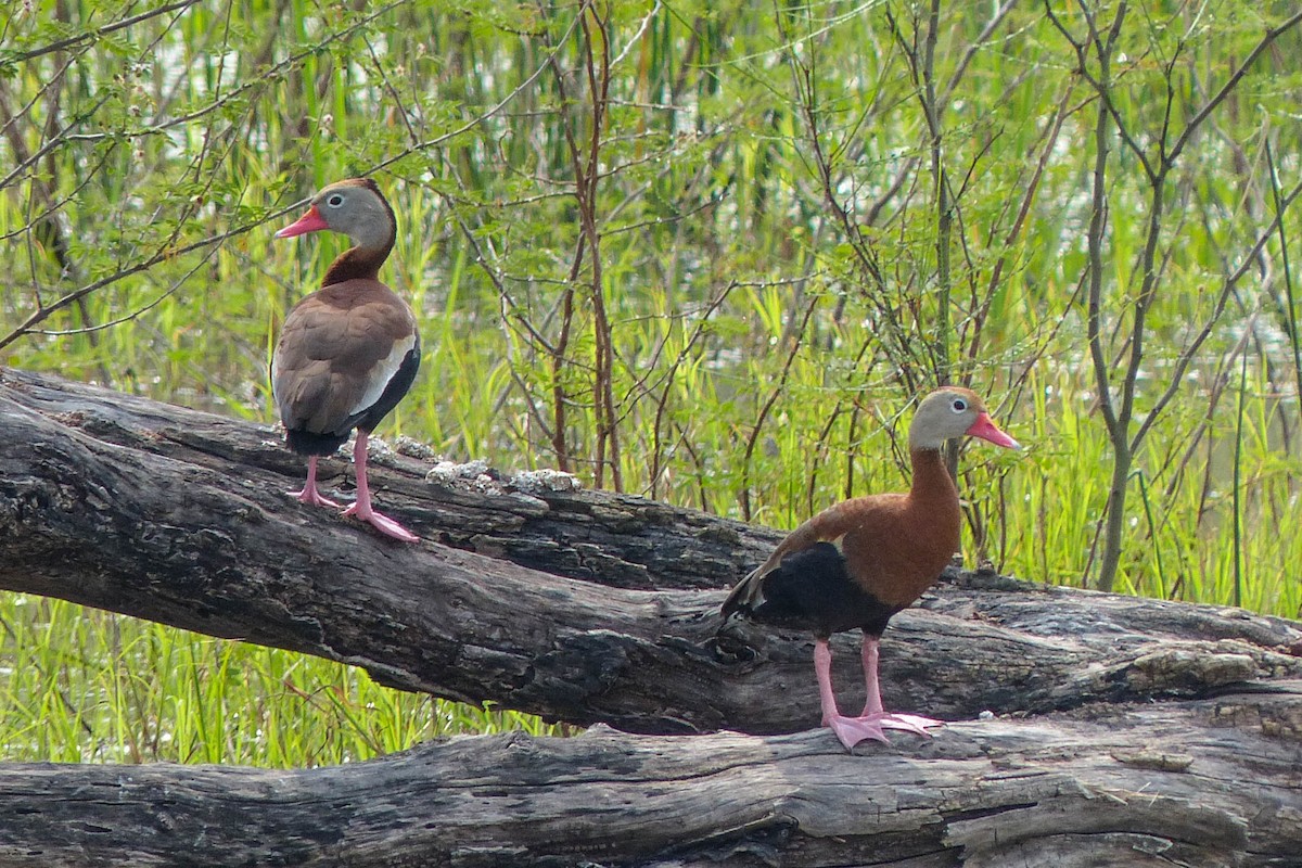Свистач червонодзьобий - ML637808580